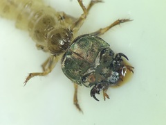 Apterodela unipunctata