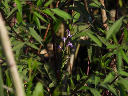 Lobelia urens, photograph 3