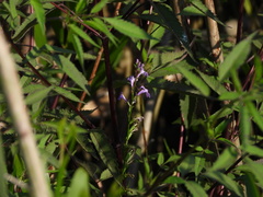 Lobelia urens, photograph (c) Duarte Frade, some rights reserved (CC BY)