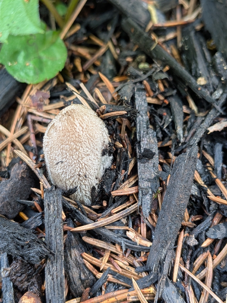 hare's foot inkcap · August 2026 · photo: Photo: no rights reserved · iNaturalist