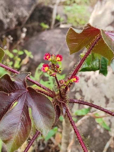 Bellyache Bush