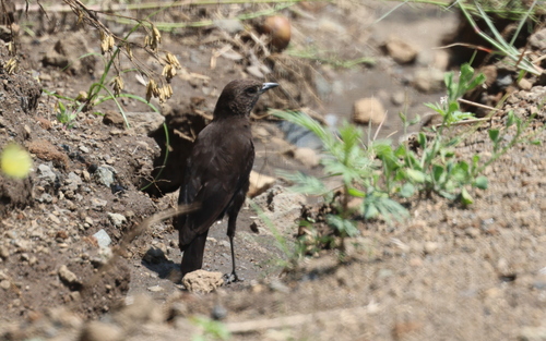 iNaturalist image