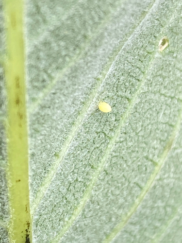 Monarch