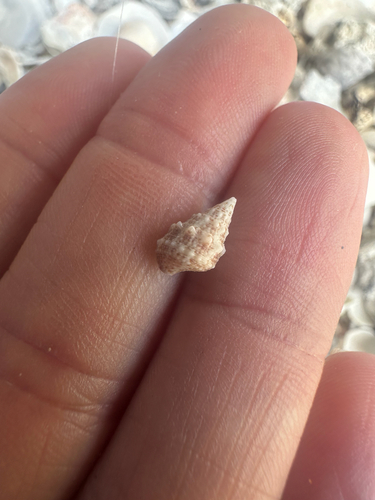 Cerithium litteratum observed 2026-08-17