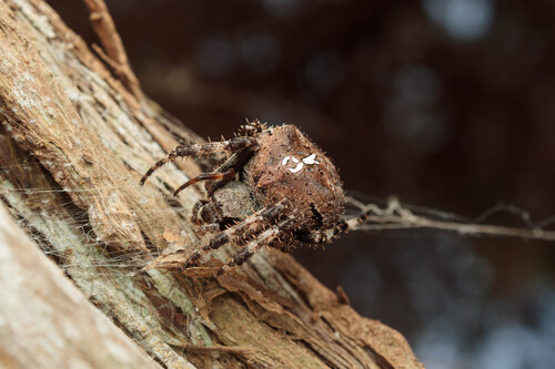 Angular Orbweaver Spider
