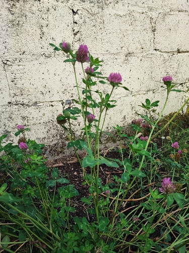 Red Clover