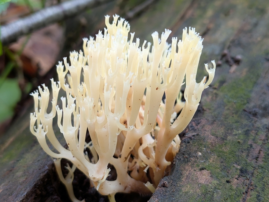crown-tipped coral fungus · August 2026 · photo: Photo: no rights reserved · iNaturalist