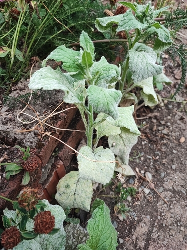 Borage
