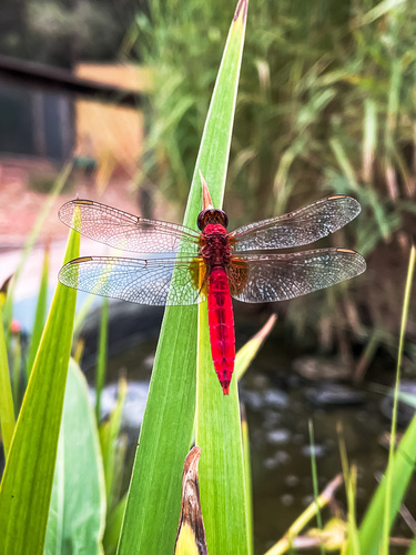 Broad Scarlet