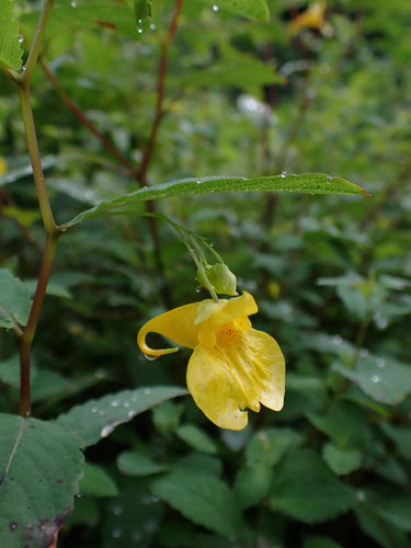 Touch-me-not Balsam