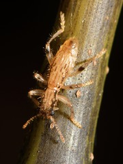 Lemidia aptera
