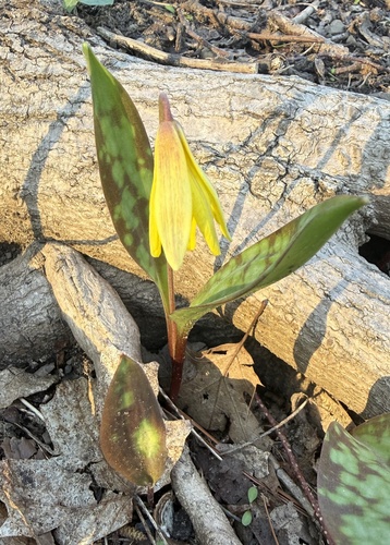 Erythronium americanum, photograph 4