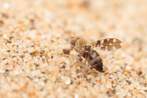 Actocetor indicus