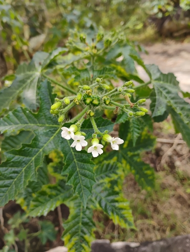 tropical bull nettle