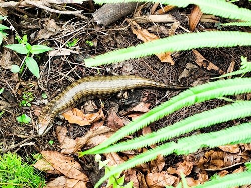 Haitian giant Galliwasp, Caribicus warreni