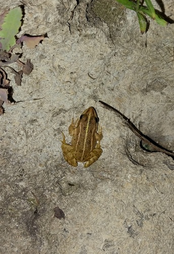 Marsh Frog
