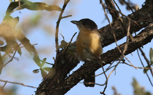 iNaturalist image