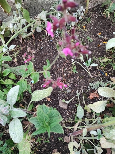 red campion