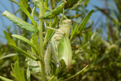 Egyptian Bird Grasshopper