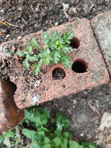 common groundsel