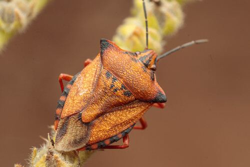 Red Shield Bug