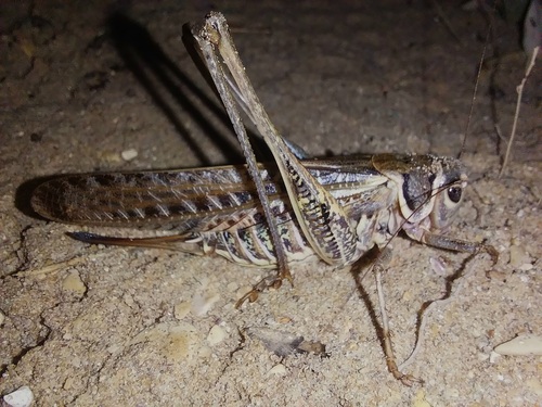 White-faced Bush-cricket