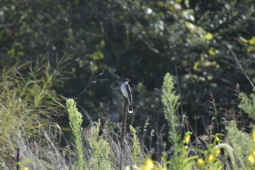 Eastern Kingbird