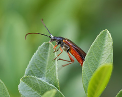 Neobellamira delicata