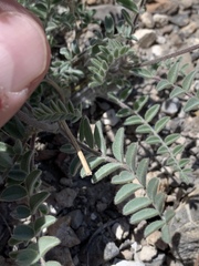 Astragalus minthorniae