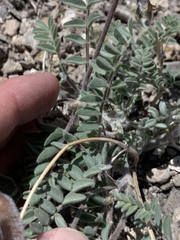 Astragalus minthorniae