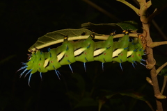 Procitheronia vanschaycki