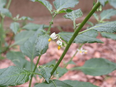 Solanum nigrescens, photograph (c) 村山史世　（Fumiyo MURAYAMA), some rights reserved (CC BY)