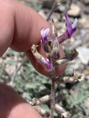 Astragalus minthorniae