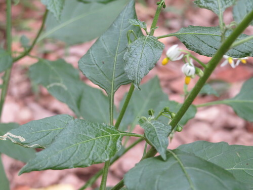 Solanum nigrescens