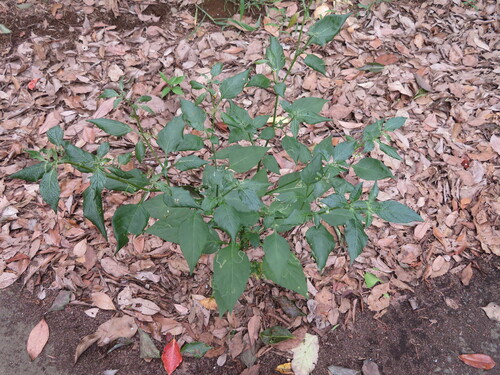 Solanum nigrescens, photograph 1