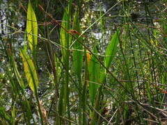 Alisma lanceolatum, photograph (c) Duarte Frade, some rights reserved (CC BY)