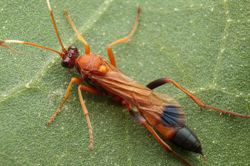 Black-tipped Orange Ichneumon Wasp