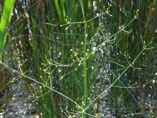 Alisma lanceolatum, photograph 4