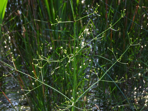 Alisma lanceolatum, photograph 5
