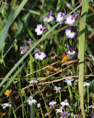 Downingia ornatissima