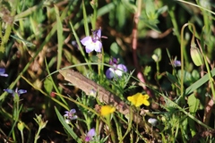 Downingia ornatissima