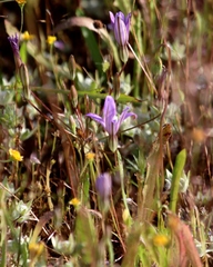 Brodiaea nana