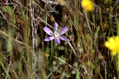 Brodiaea nana