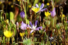 Brodiaea nana