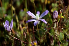 Brodiaea nana