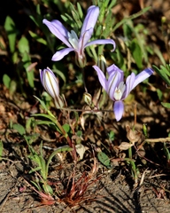 Brodiaea nana