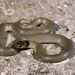 Collared Dwarf Snake - Photo (c) Roberto Sindaco, some rights reserved (CC BY-NC-SA), uploaded by Roberto Sindaco