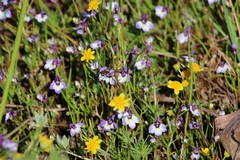 Downingia ornatissima