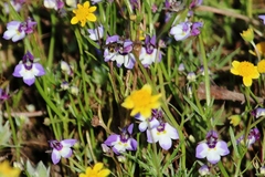 Downingia ornatissima