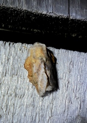 Phyllodesma japonica